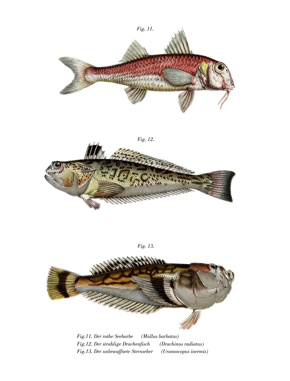 Red Mullet (farve litho) af German School