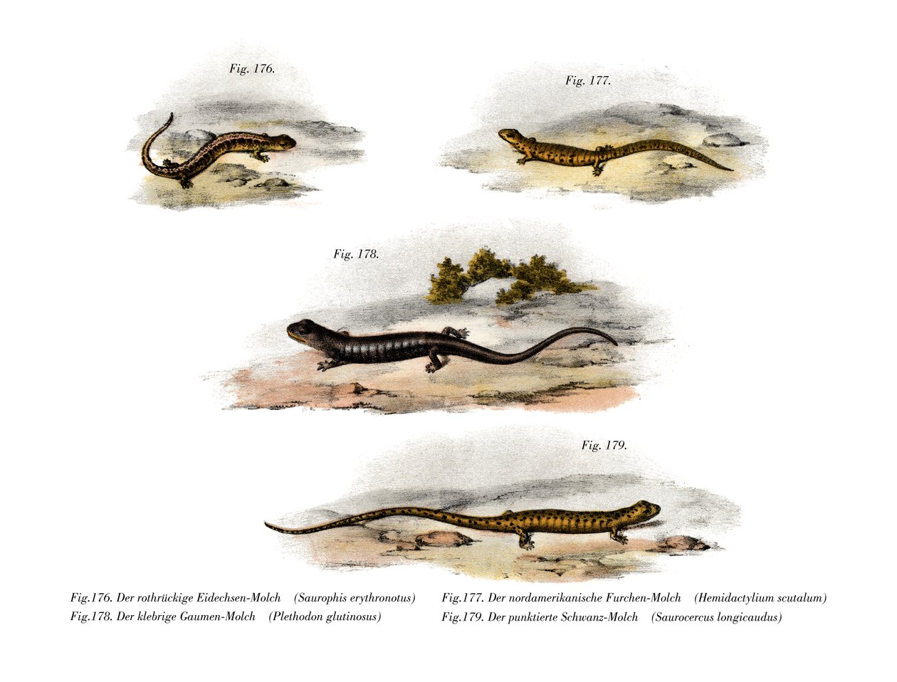 Redback Salamander (farve litho) af German School
