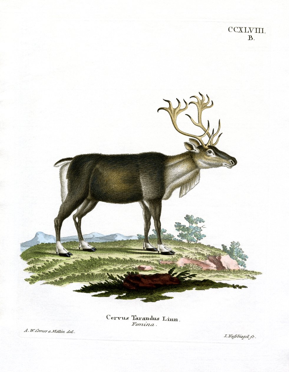 Rensdyr (farvet gravering) af German School