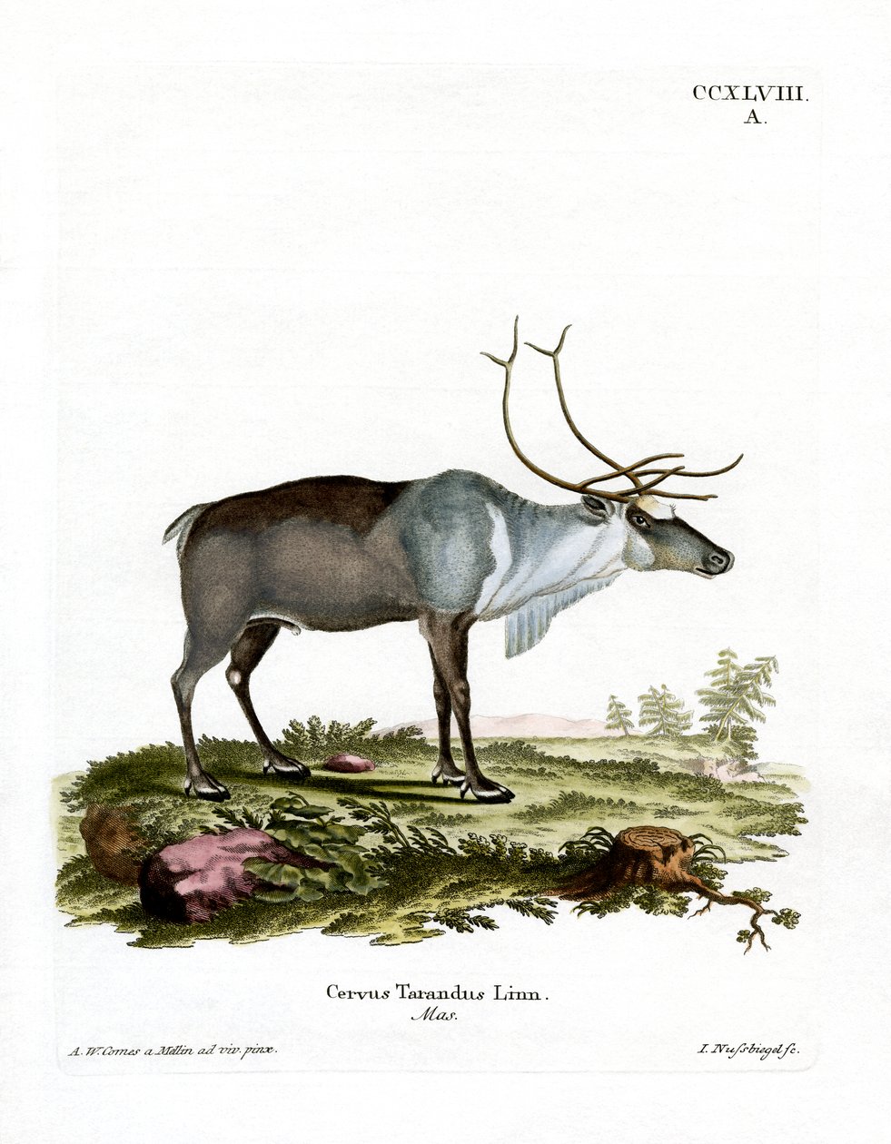 Rensdyr (farvet gravering) af German School