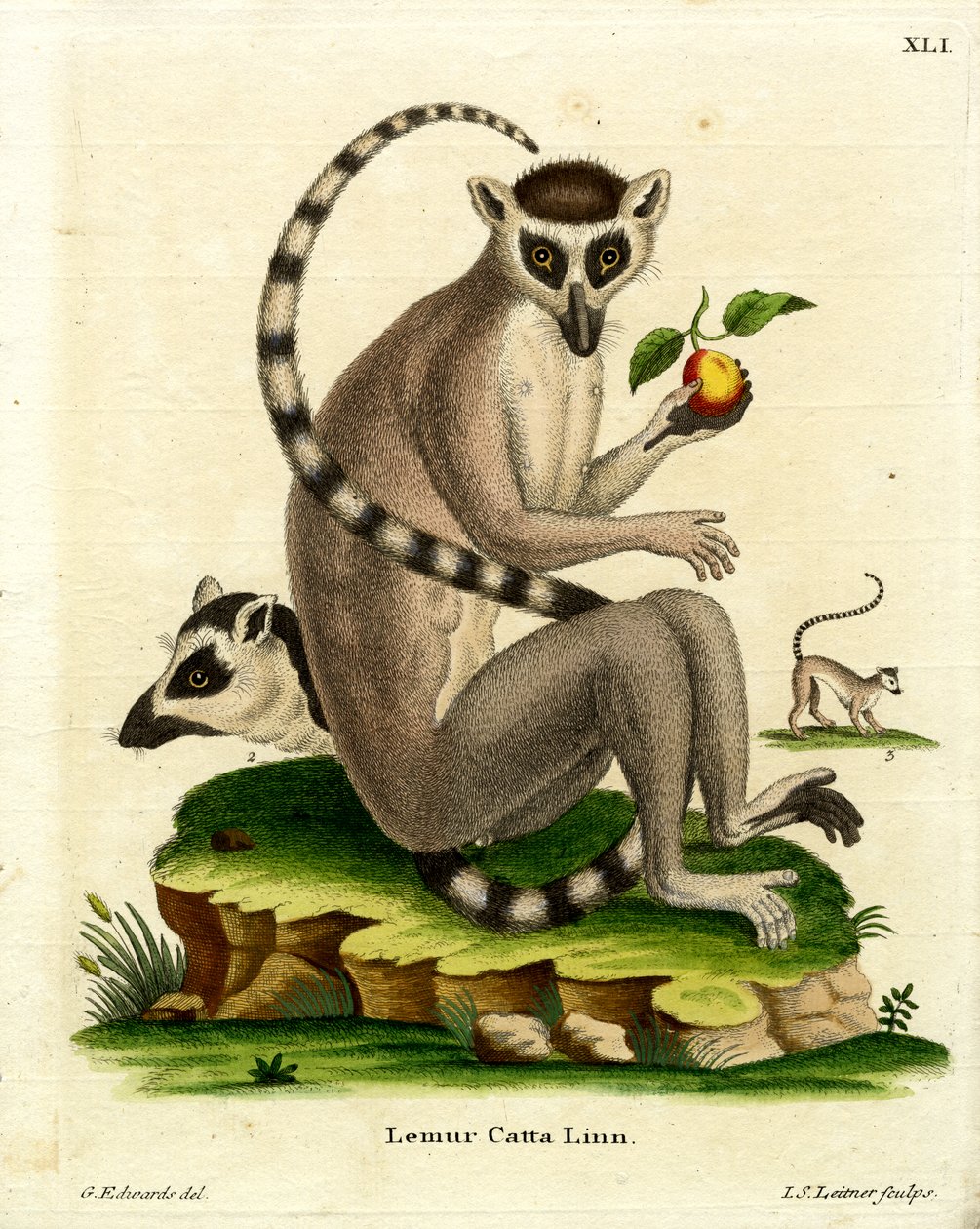 Ringhalelemur (farvet gravering) af German School