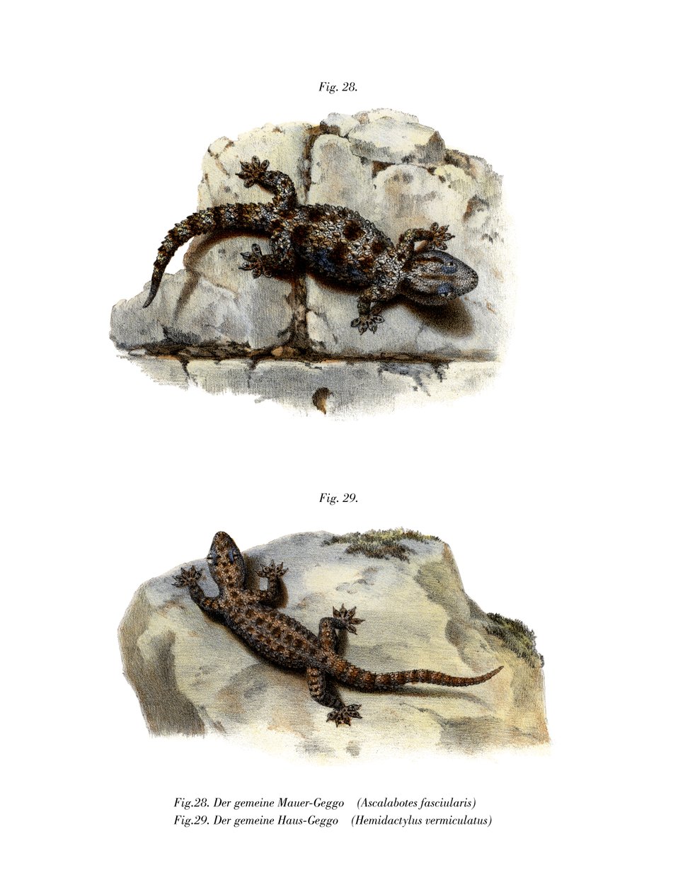 Ringed Wall Gecko (farve litho) af German School