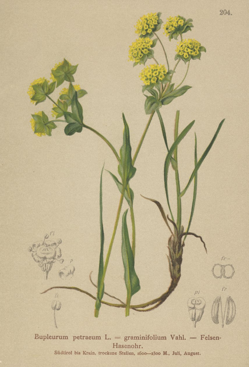 Klippehareøre (Bupleurum petraeum, Bupleurum graminifolium) af German School