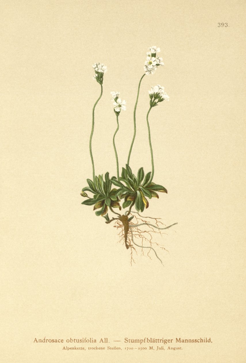 Klippejasmin (Androsace obtusifolia) af German School