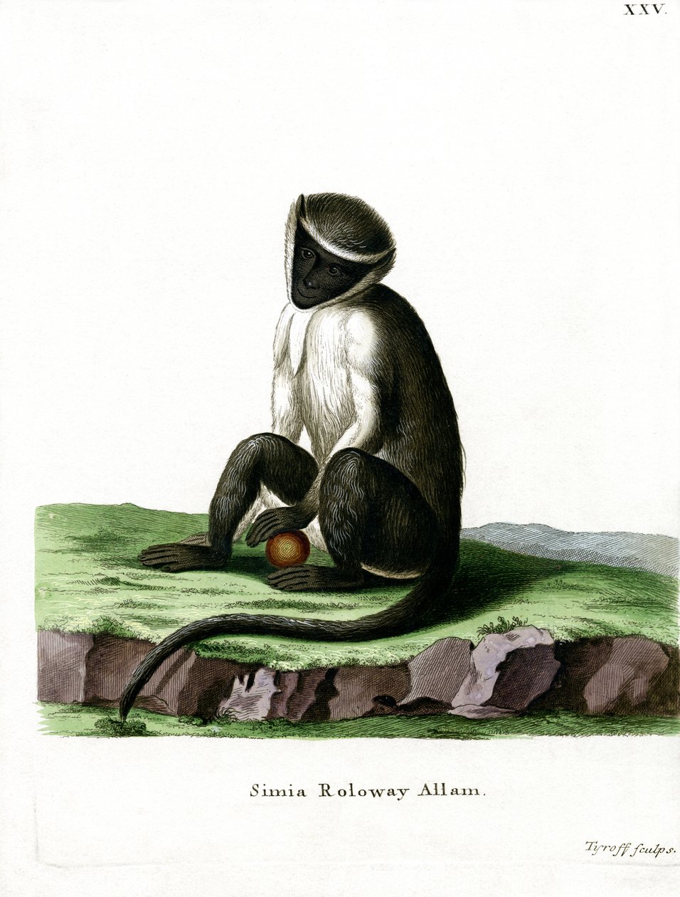 Roloway Guenon (farvet gravering) af German School