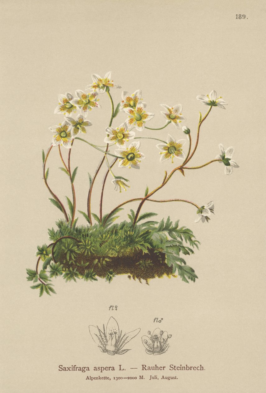 Stenbræk (Saxifraga aspera) af German School