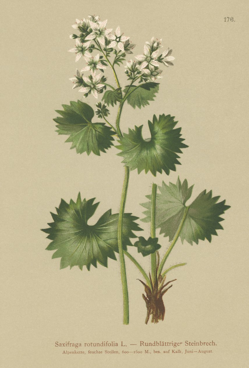 Rundbladet Saxifrage (Saxifraga rotundifolia) af German School