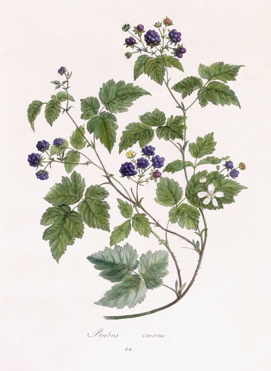 Rubus caesius af German School