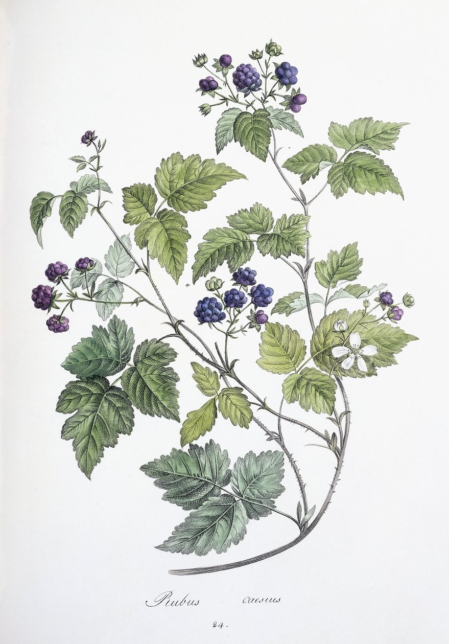 Rubus caesius, 1811-1818 af German School
