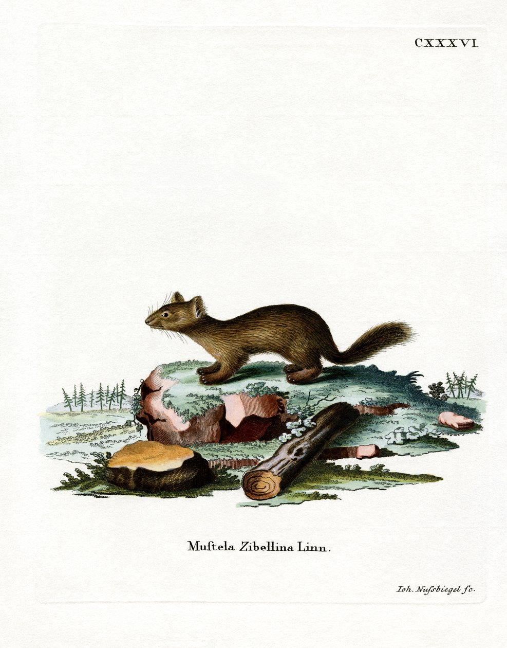 Sable (farvet gravering) af German School