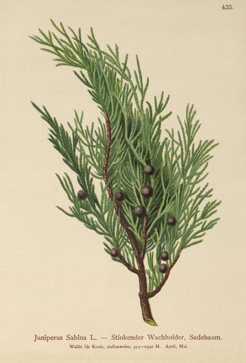 Savin-ensikrende enebær (Juniperus Sabina) af German School