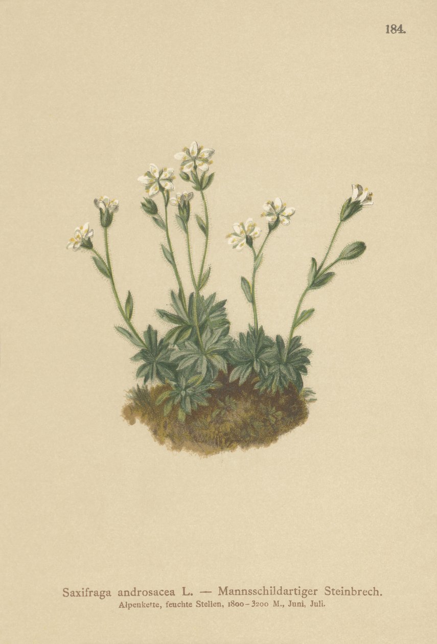 Stenbræk (Saxifraga androsacea) af German School