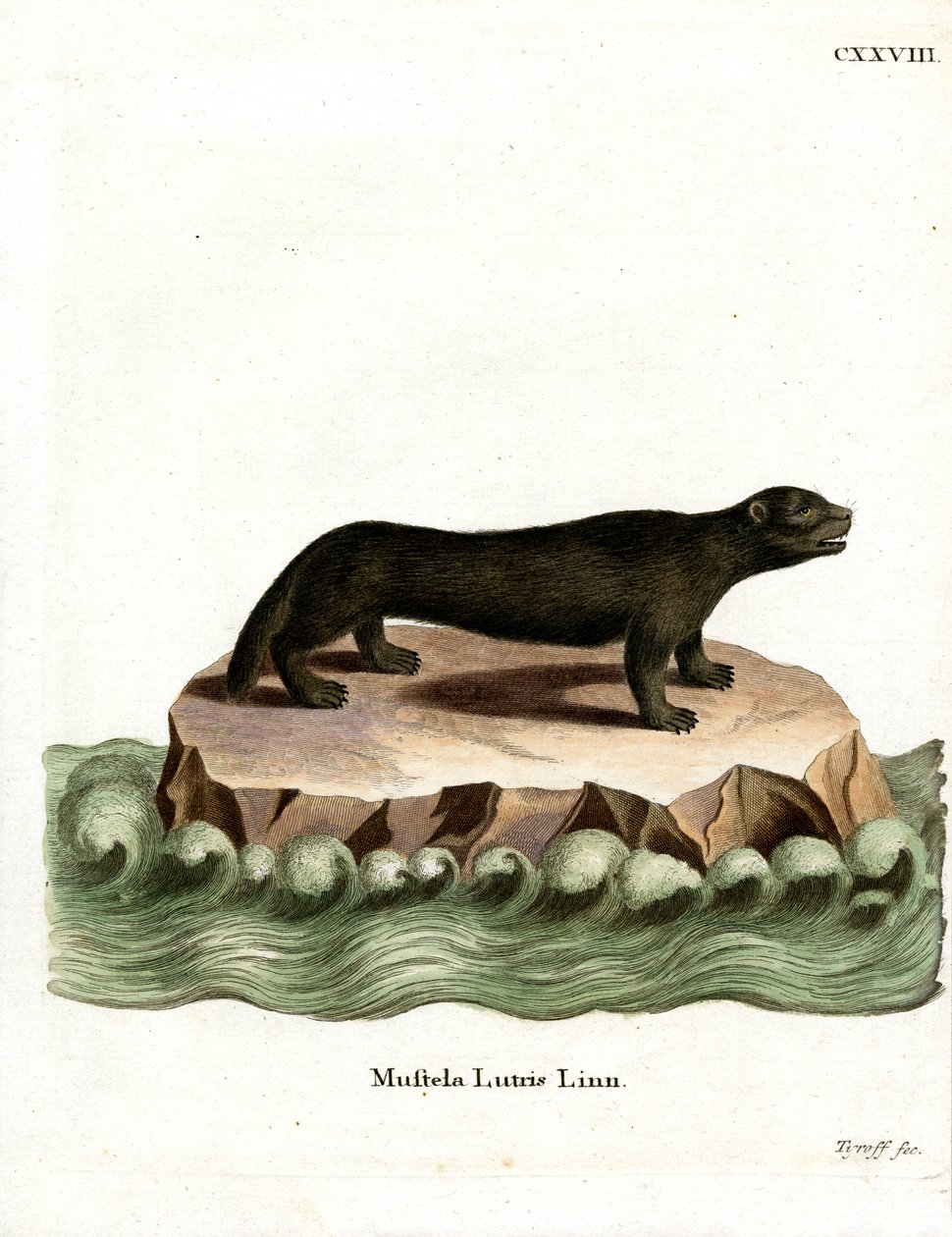 Sea Otter (farvet gravering) af German School