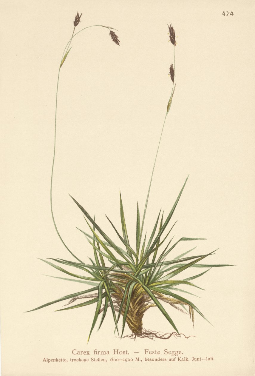 Siv (Carex firma) af German School