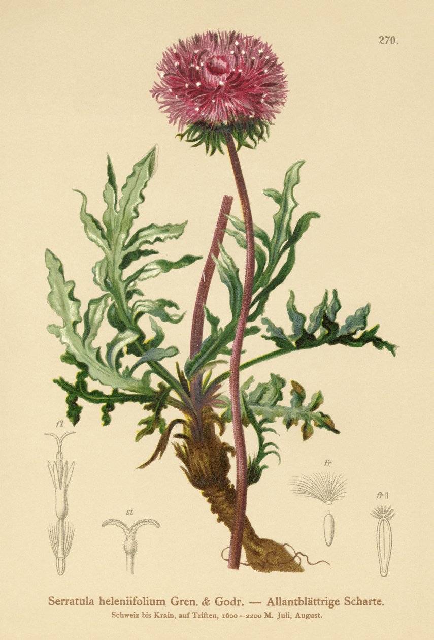 Serratula (Serratula heleniifolium) af German School