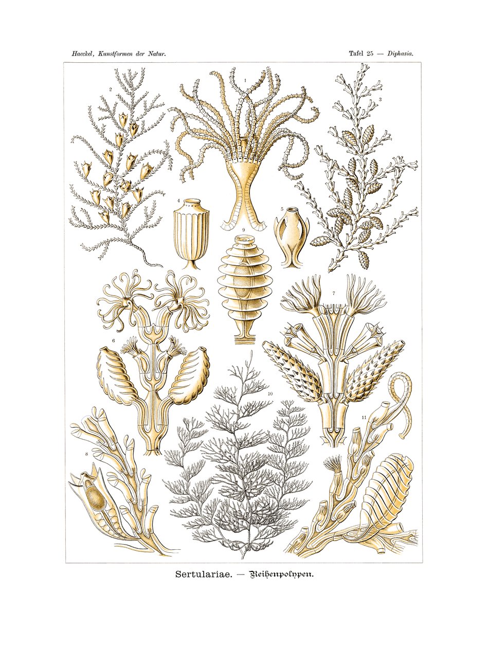 Sertulariae, 1899-1904 af German School