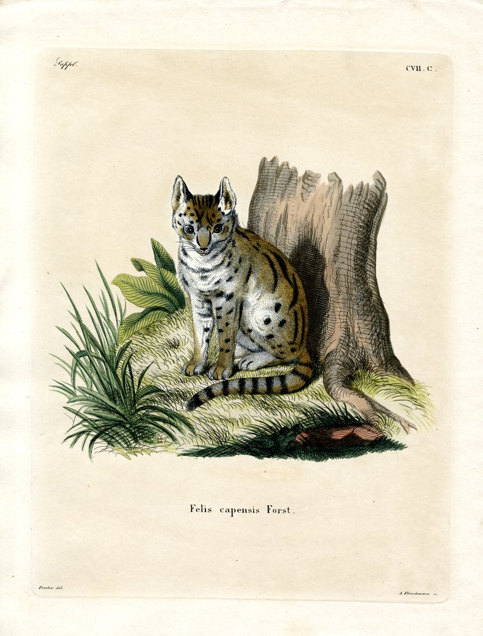 Serval (farvet gravering) af German School