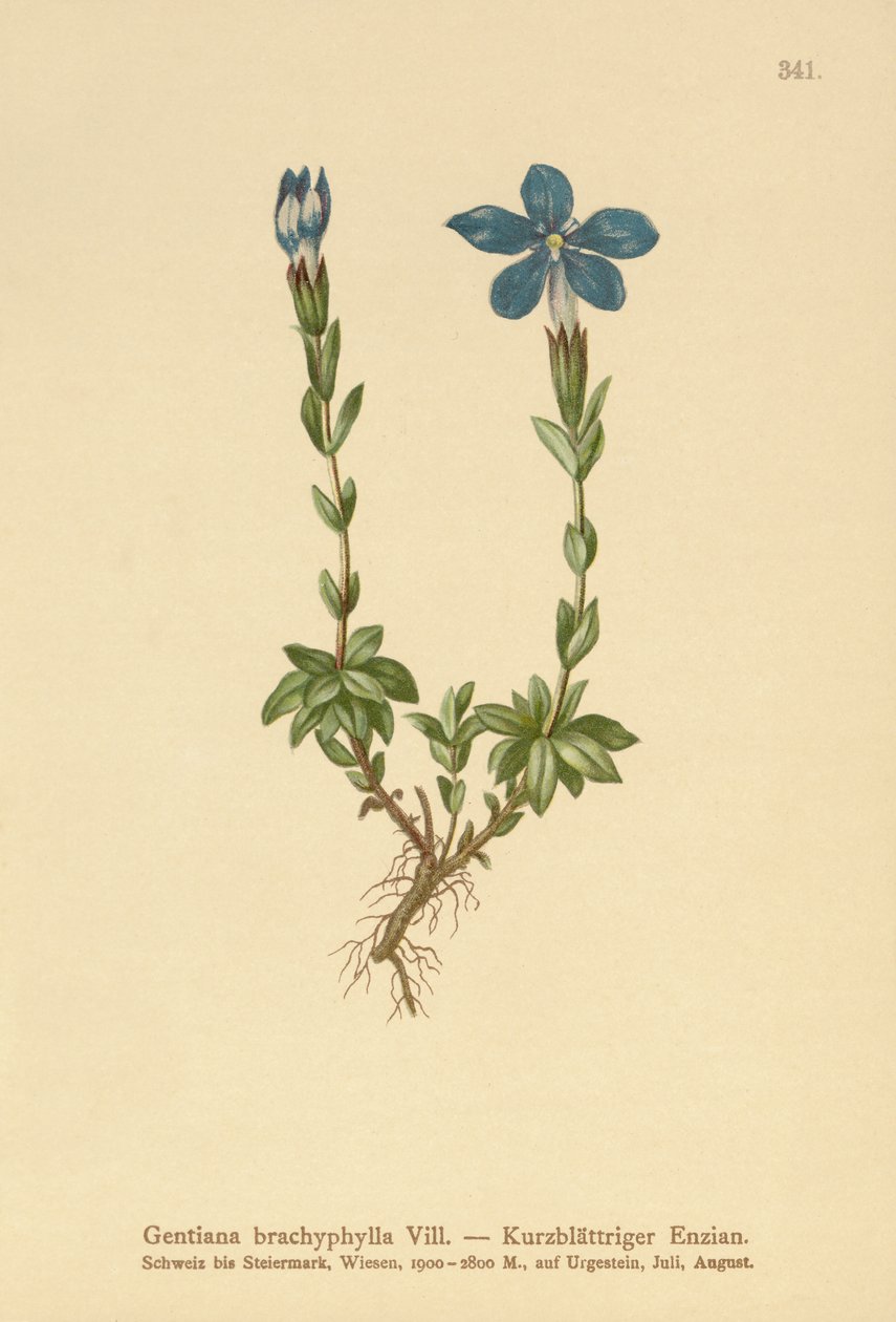 Kortbladet Ensian (Gentiana brachyphylla) af German School