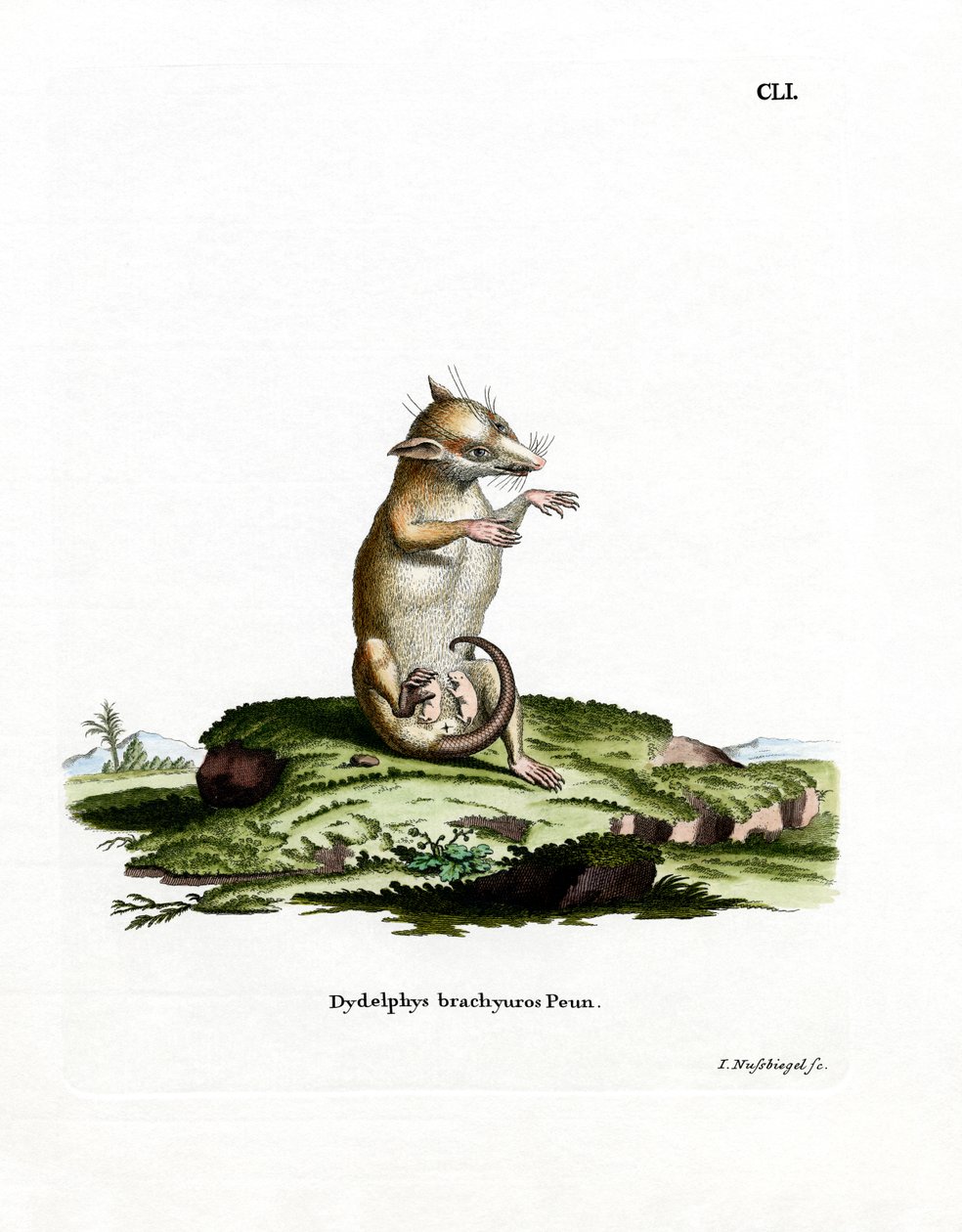 Korthalede opossum (farvet gravering) af German School