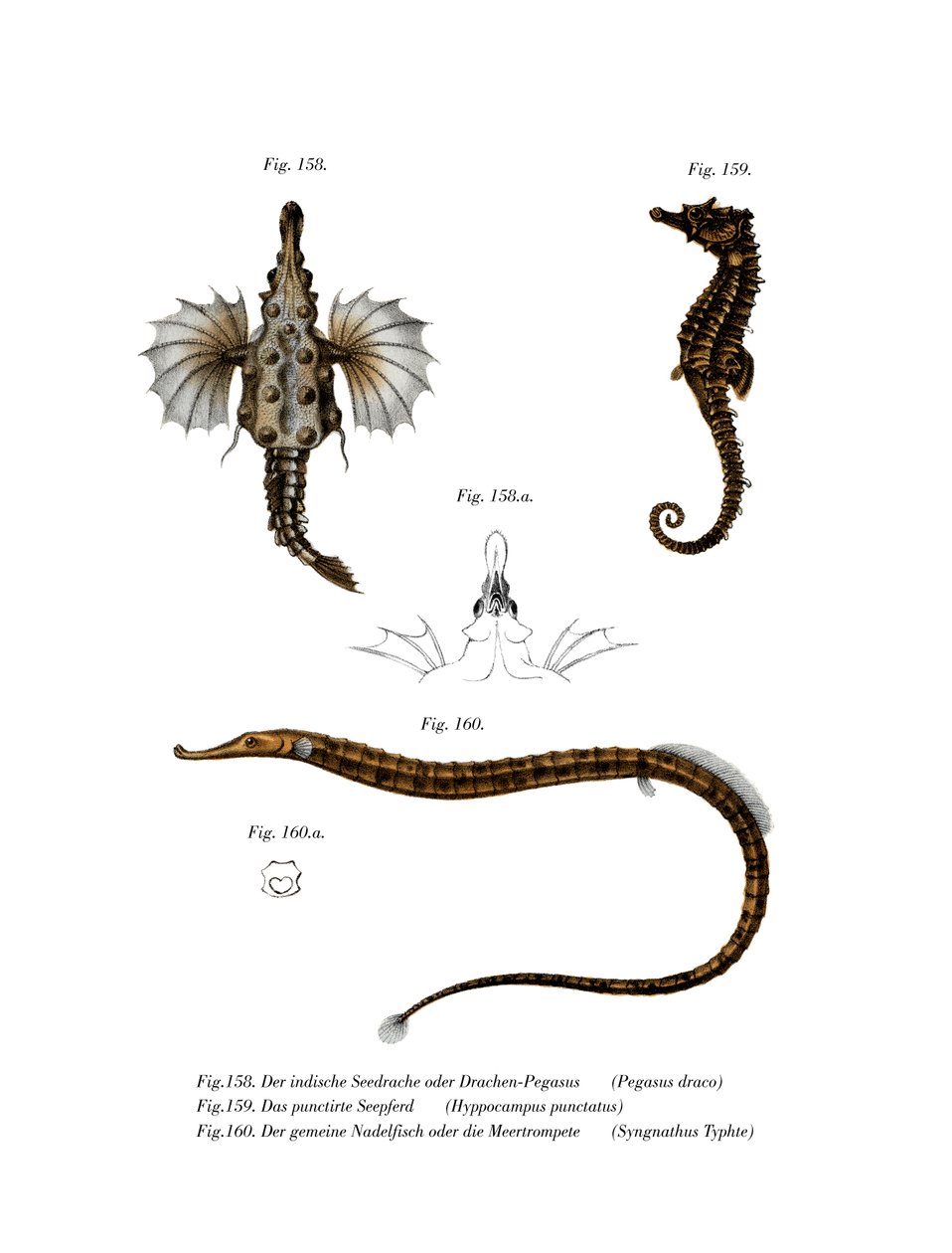 Kort Dragonfish (farve litho) af German School