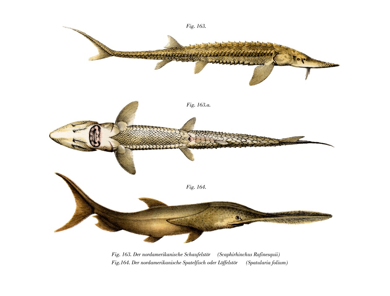 Shovelnose Sturgeon (farve litho) af German School