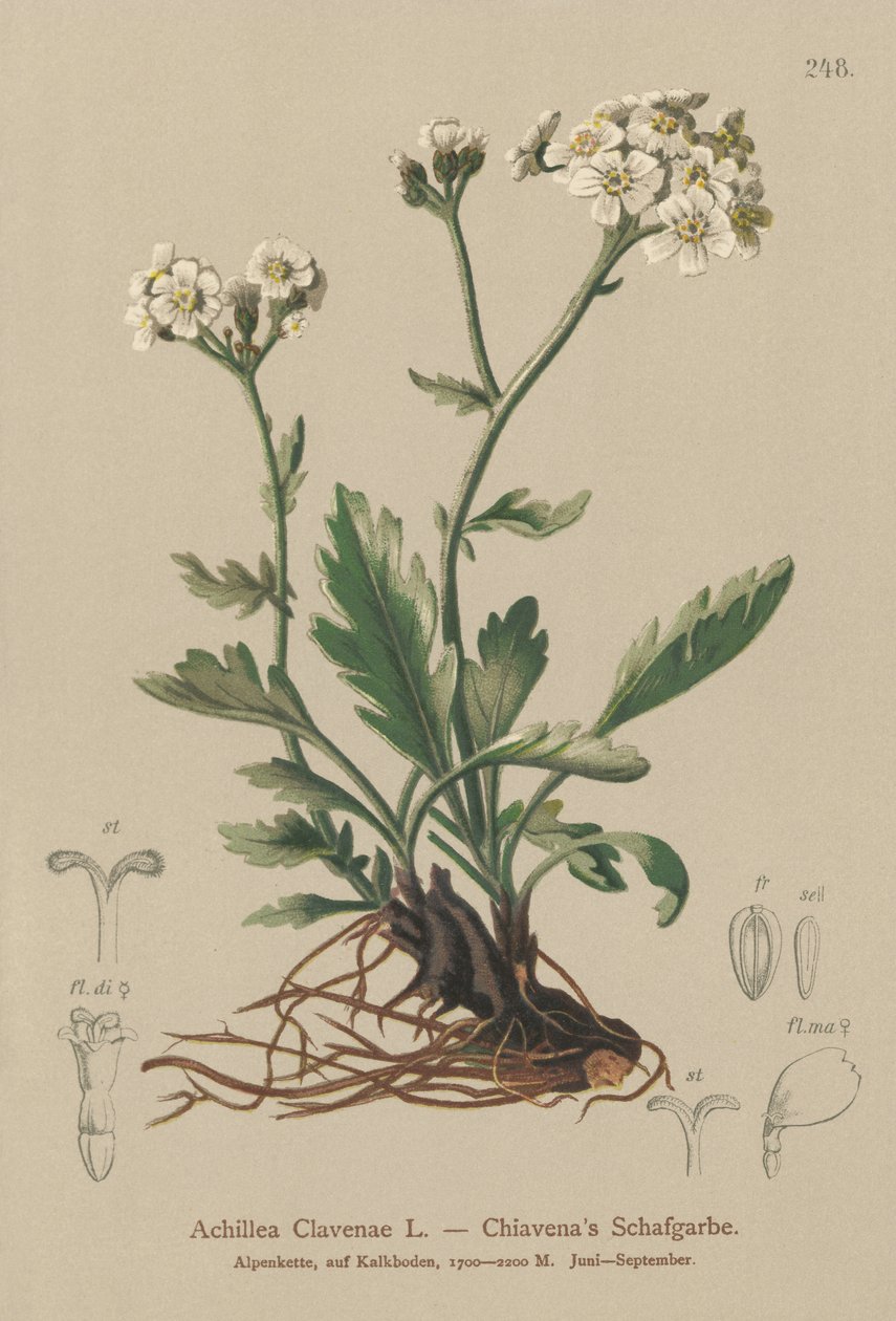 Sølvagtig røllike (Achillea Clavenae) af German School