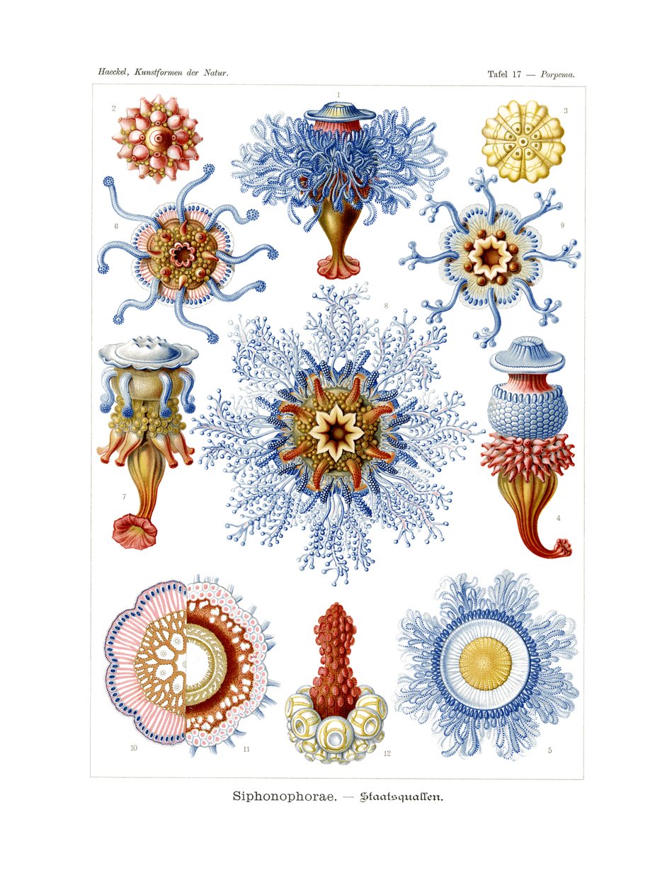 Siphonophorae, 1899-1904 af German School