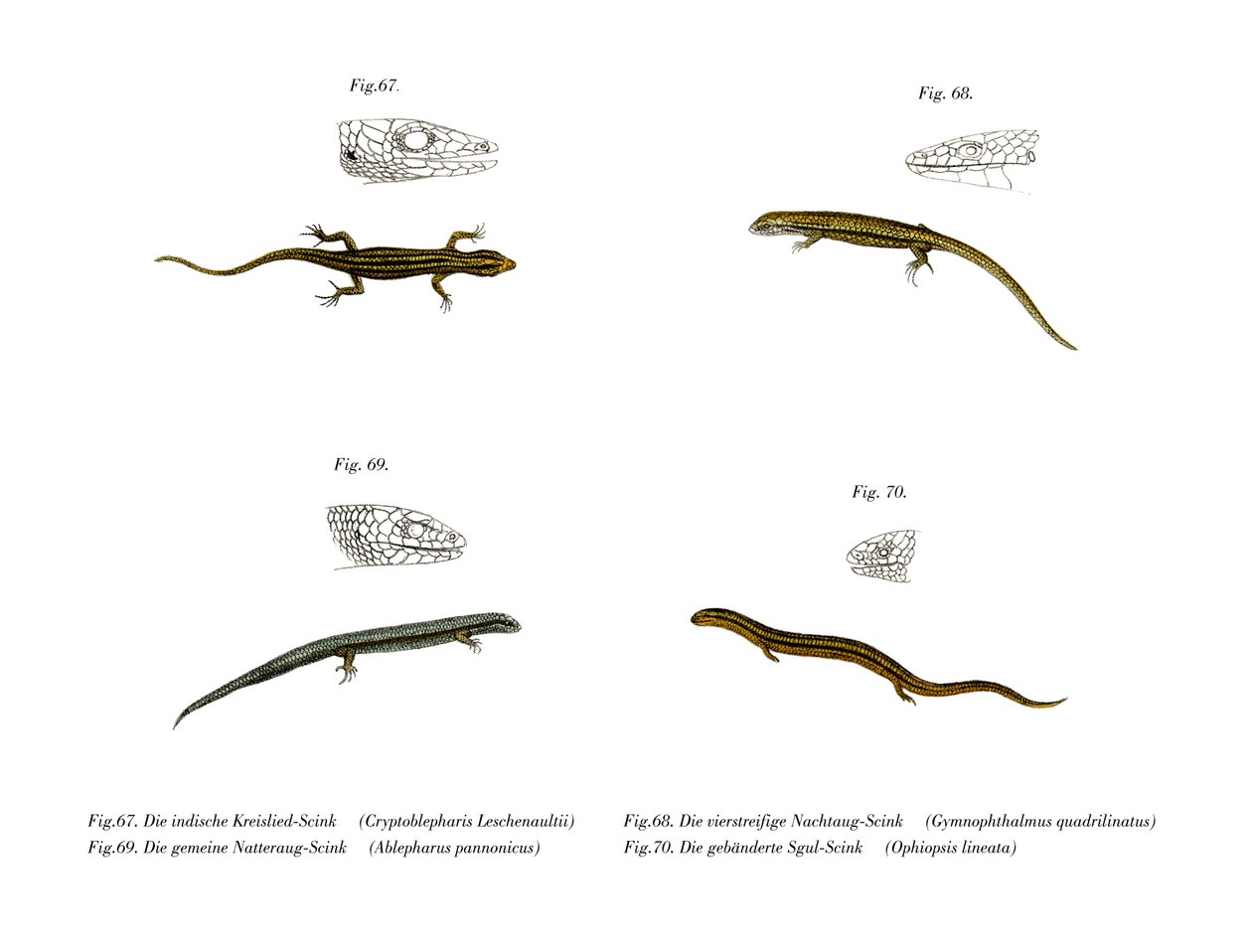 Skink (Color Litho) af German School