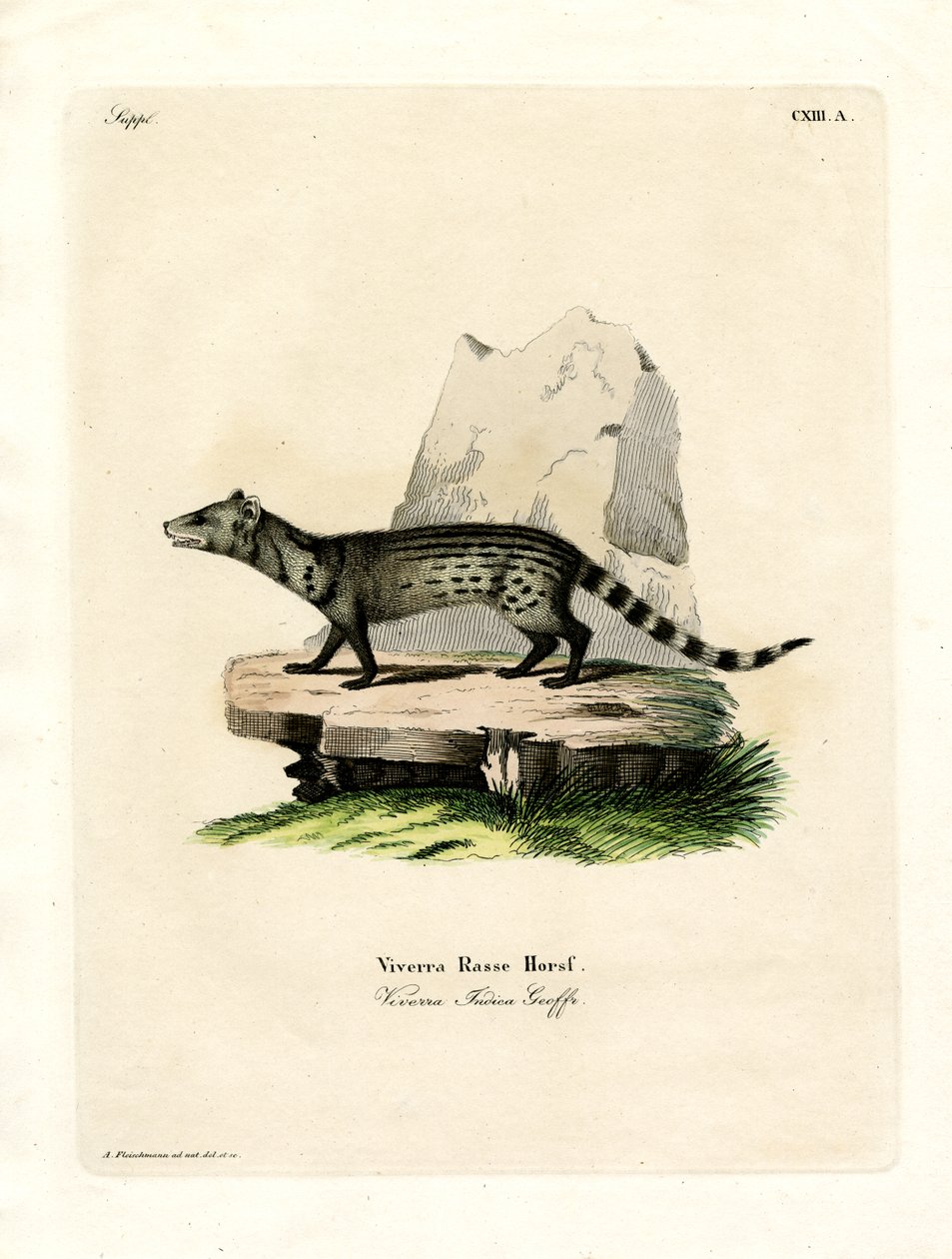 Lille indisk civet (farvet gravering) af German School