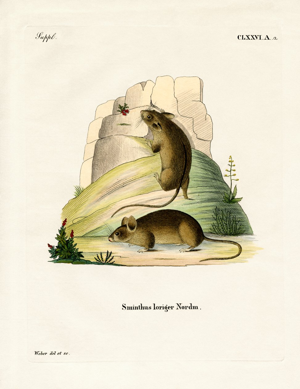 Southern Birch Mouse (farvet gravering) af German School