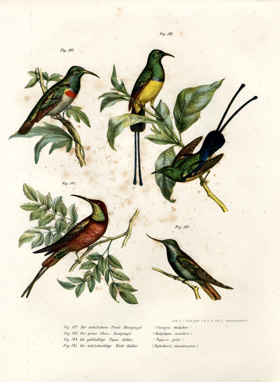 Sydlig dobbeltkravet solsort, 1864 af German School