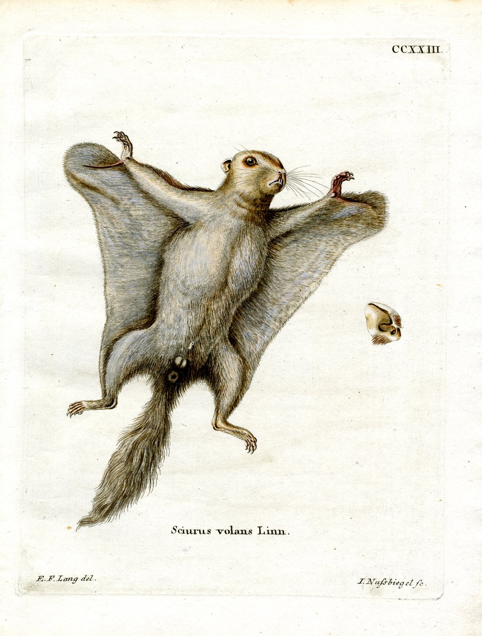Southern Flying Squirrel (farvet indgravering) af German School