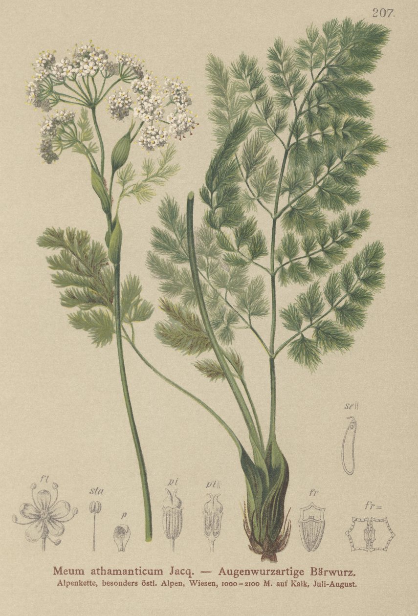 Spignel (Meum athamanticum) af German School