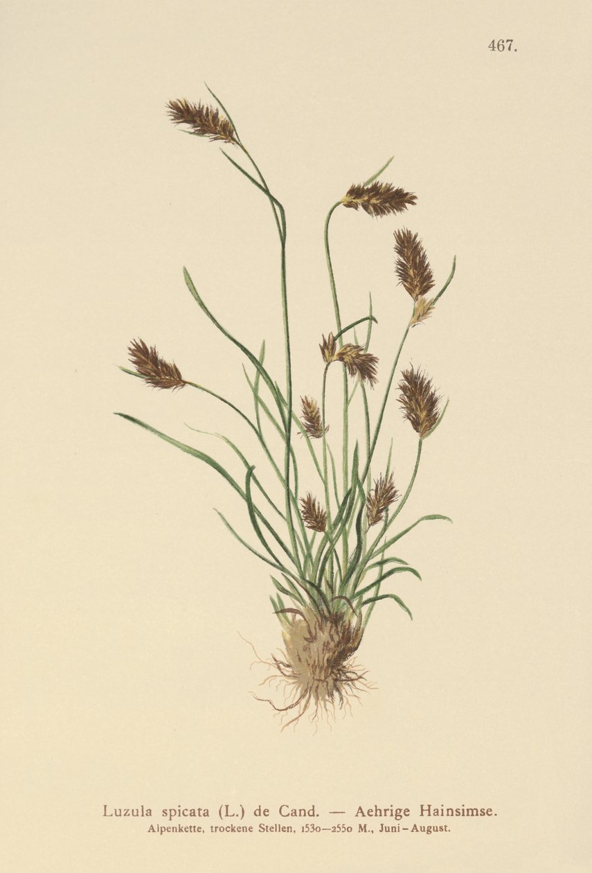 Spiddet skovbrynje (Luzula spicata) af German School