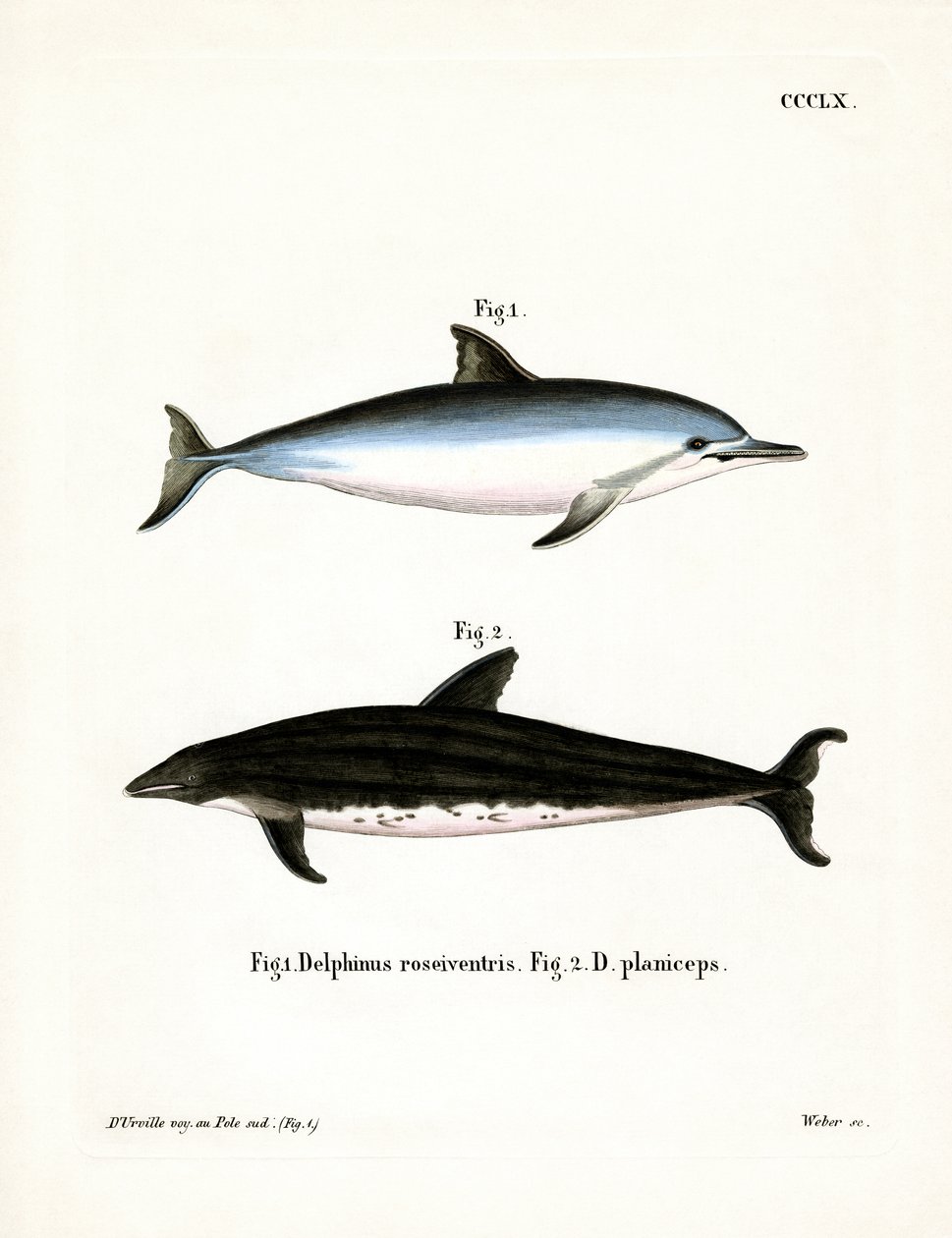 Spinner Dolphin (farvet gravering) af German School