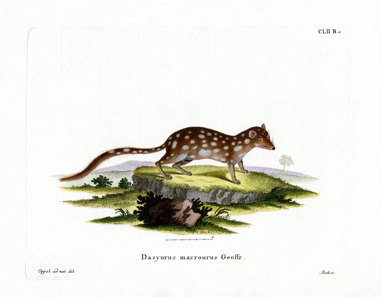 Spotted Quoll (farvet gravering) af German School