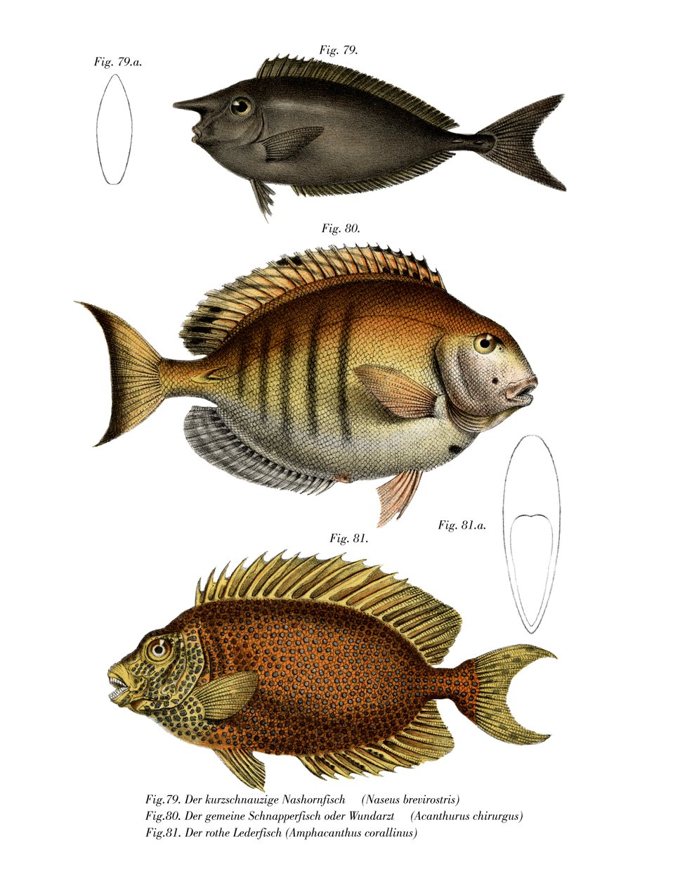 Plettet enhjørningfisk (farve litho) af German School