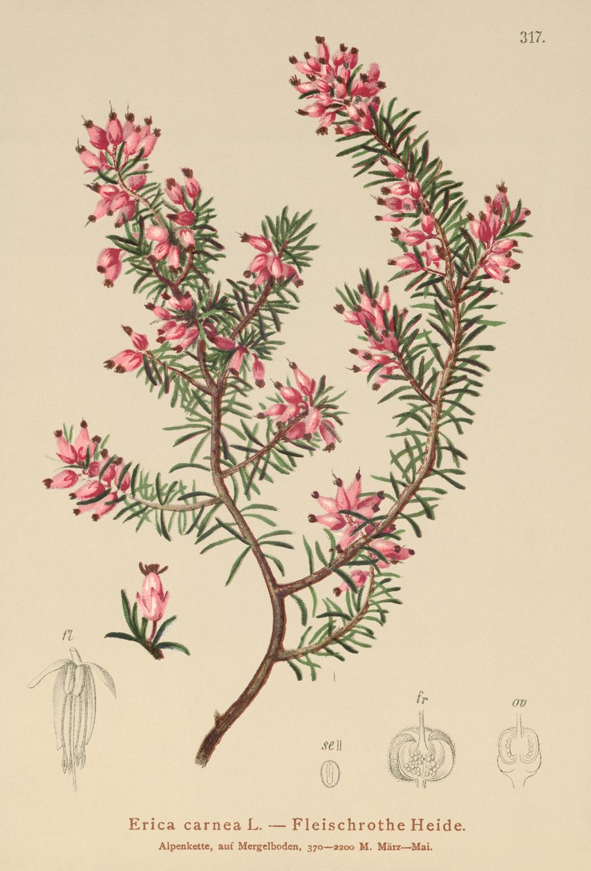 Forårshede (Erica carnea) af German School