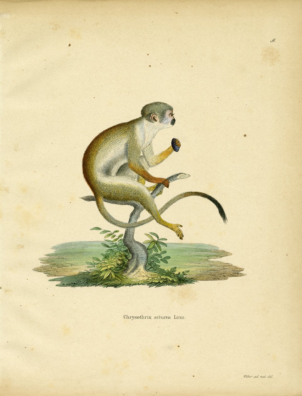 Squirrel Monkey (farvet gravering) af German School