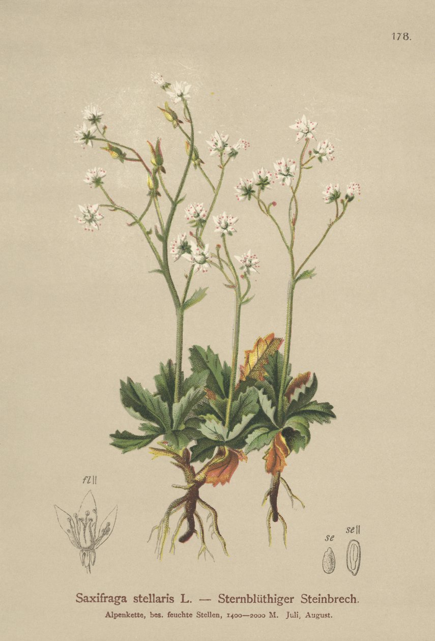 Stjerne-Saxifrage (Saxifraga stellaris) af German School