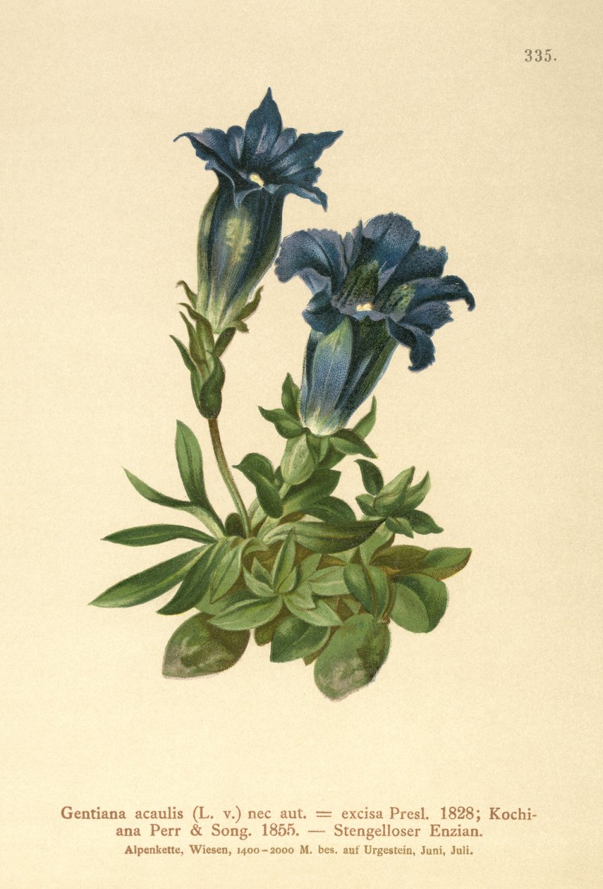 Stængelfri ensian (Gentiana acaulis, Gentiana excisa) af German School
