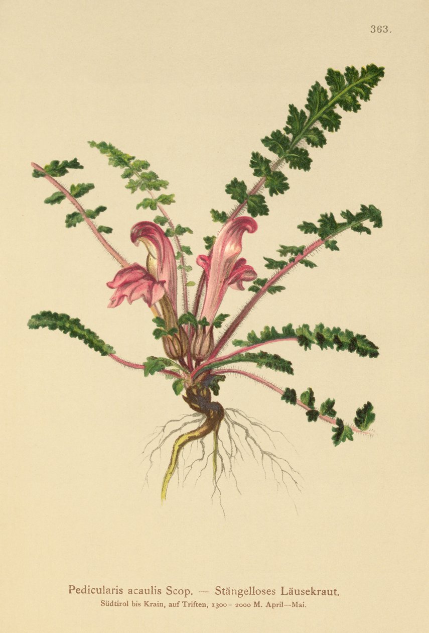 Stængeløs Lousewort (Pedicularis acaulis) af German School