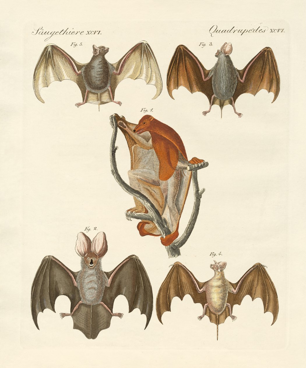 Mærkelig chiroptera af German School