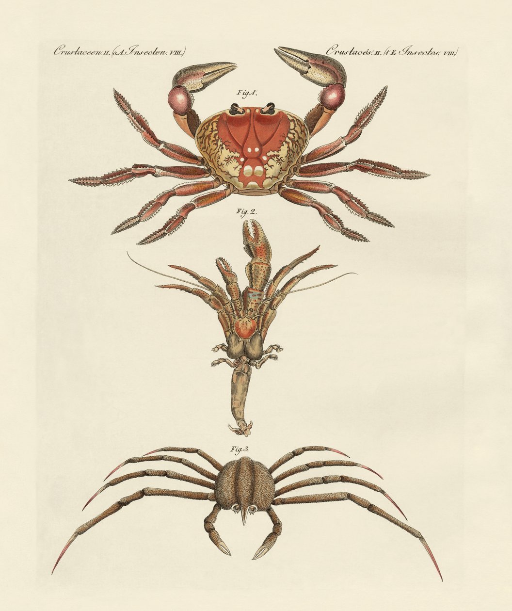 Mærkelige krabber af German School