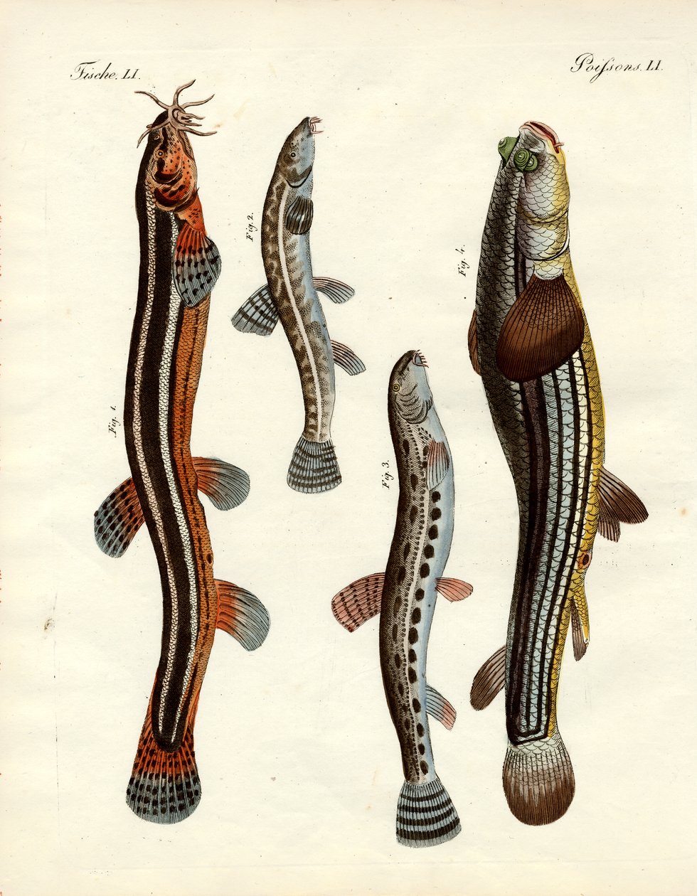 Mærkelig fisk (farvet indgravering) af German School