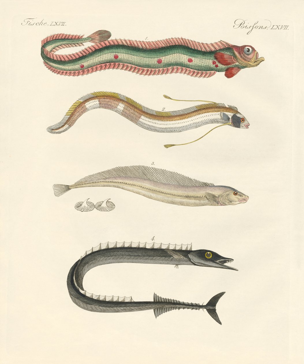Mærkelig fisk (farvet gravering) af German School