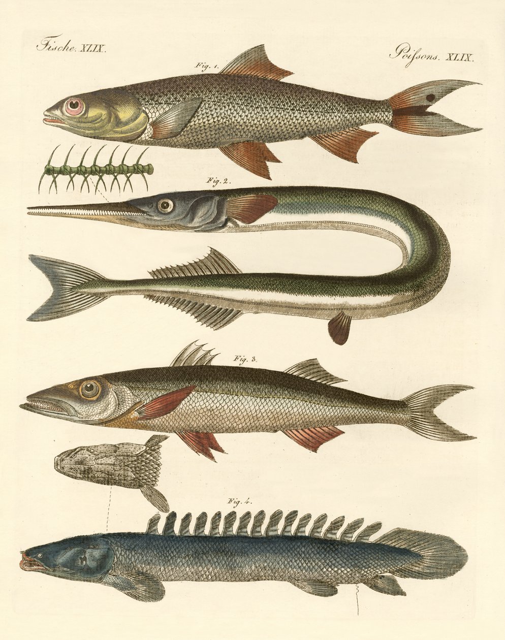 Mærkelig fisk (farvet gravering) af German School