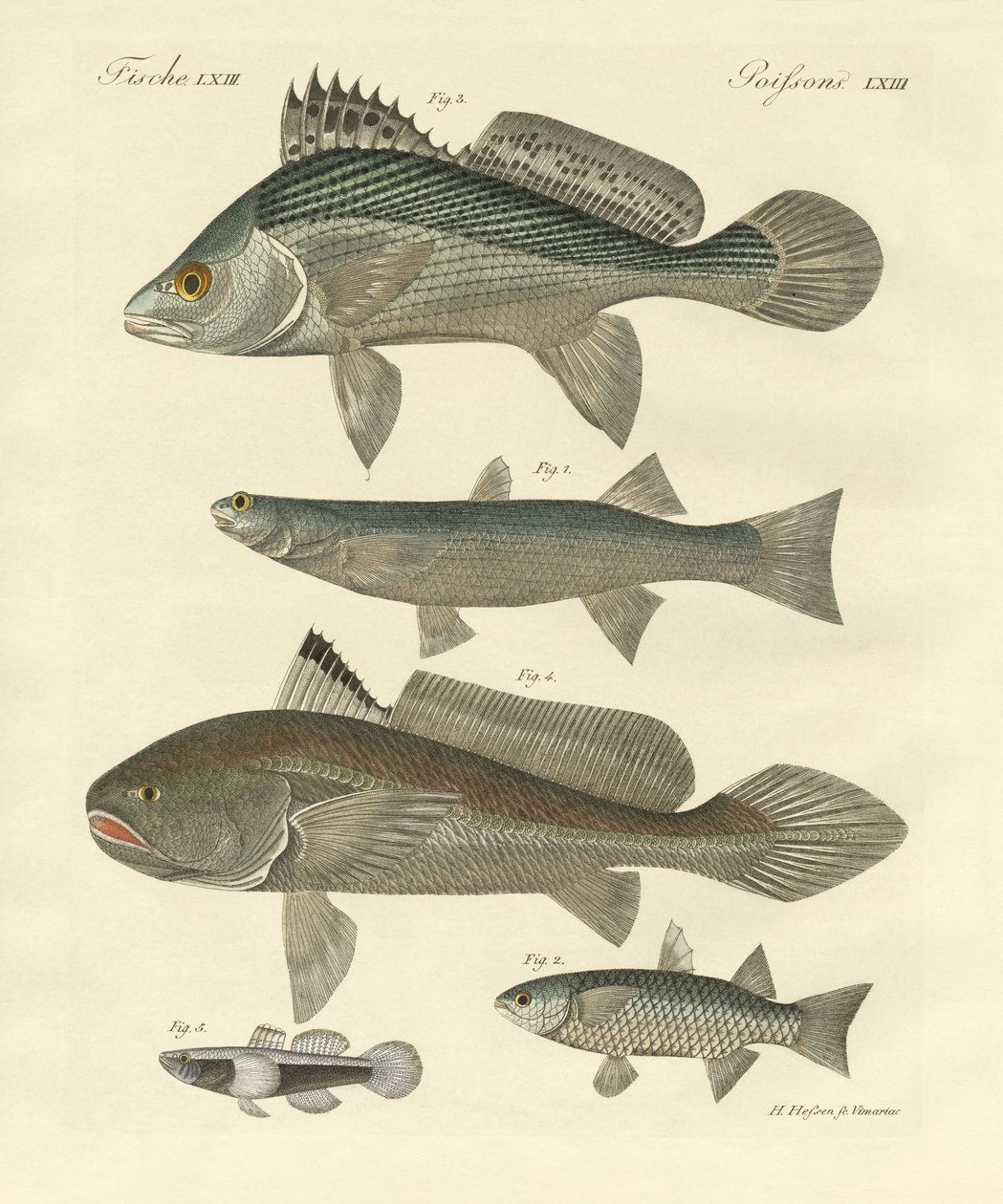 Mærkelig fisk fra Ganges (farvet indgravering) af German School