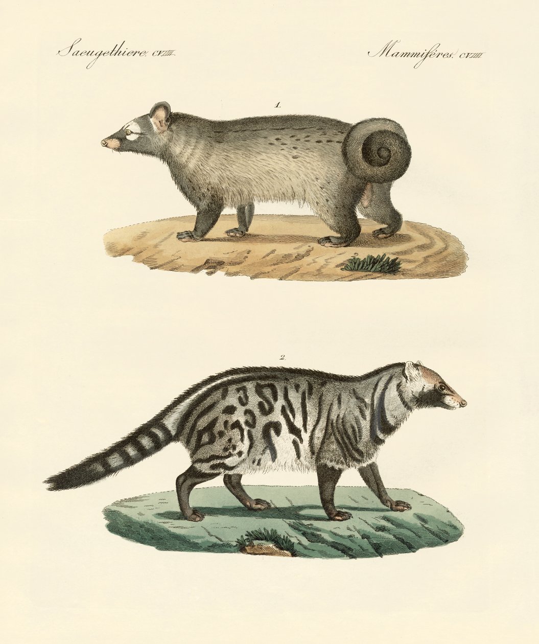 Mærkelige skunks (farvet indgravering) af German School