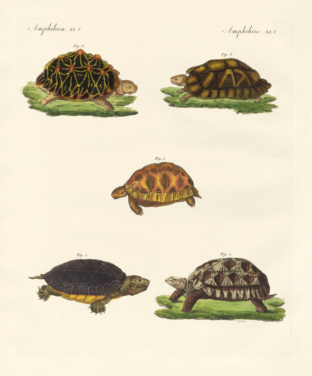Mærkelige skildpadder (farvet indgravering) af German School